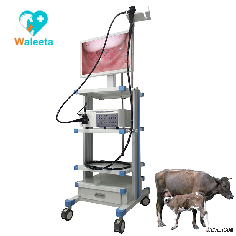 Endoscope vidéo vétérinaire médical pour petits animaux WET-9000A de haute qualité